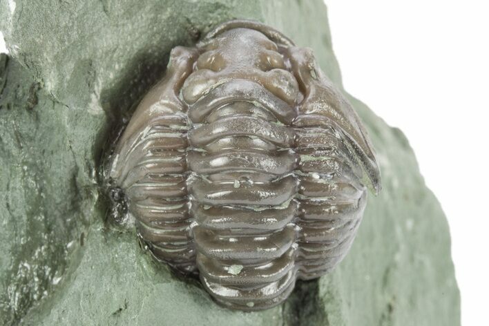Wide Enrolled Flexicalymene Trilobite - Mt Orab, Ohio #245173